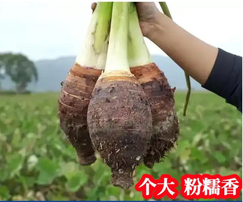 非正宗荔浦芋头