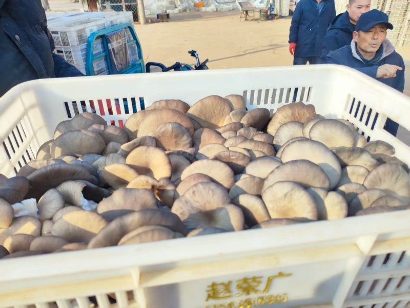 【精品鲜平菇】诚信经营大量有货产地直发欢迎来电咨询