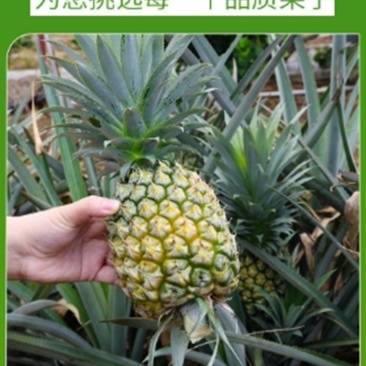 海南金钻凤梨一代发电商货/主播带货可以寻价！