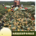 海南菠萝支持一件代发（电商货/主播带货可以寻价！）