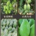 酸脆青芒果象牙芒一件代发(电商货/主播带货可以寻价!)