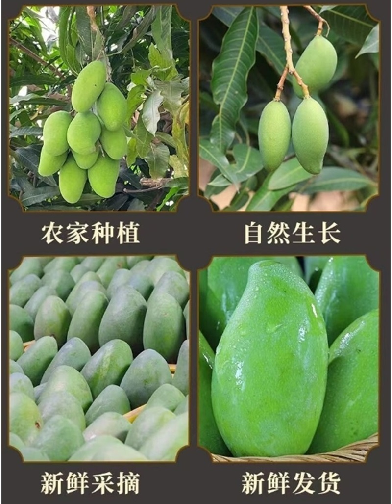 酸脆青芒果象牙芒一件代发（电商货/主播带货可以寻价！）