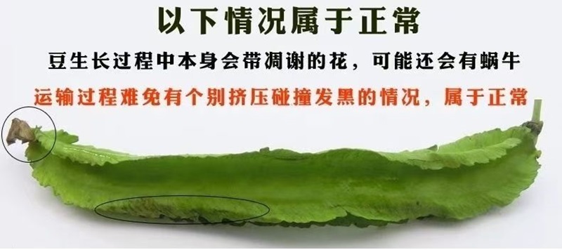海南四棱豆四角豆产地直发/支持一件代发
