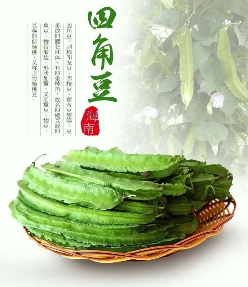 海南四棱豆四角豆产地直发/支持一件代发