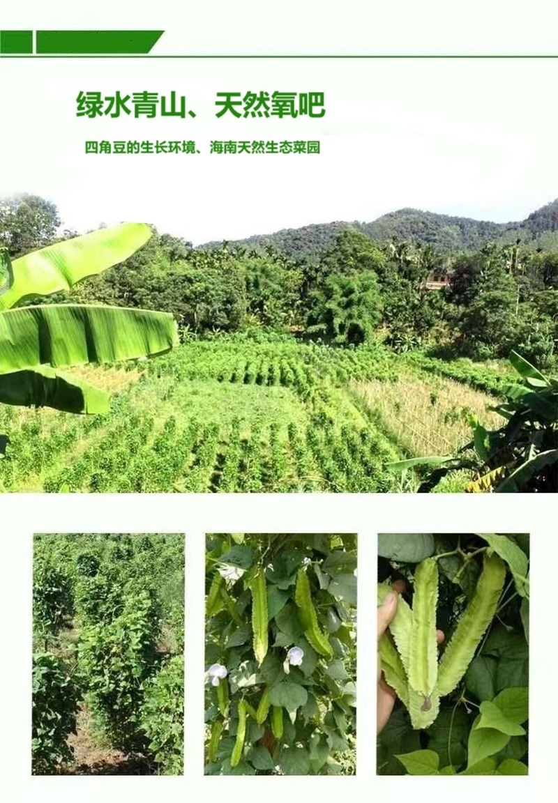 海南四棱豆四角豆产地直发/支持一件代发