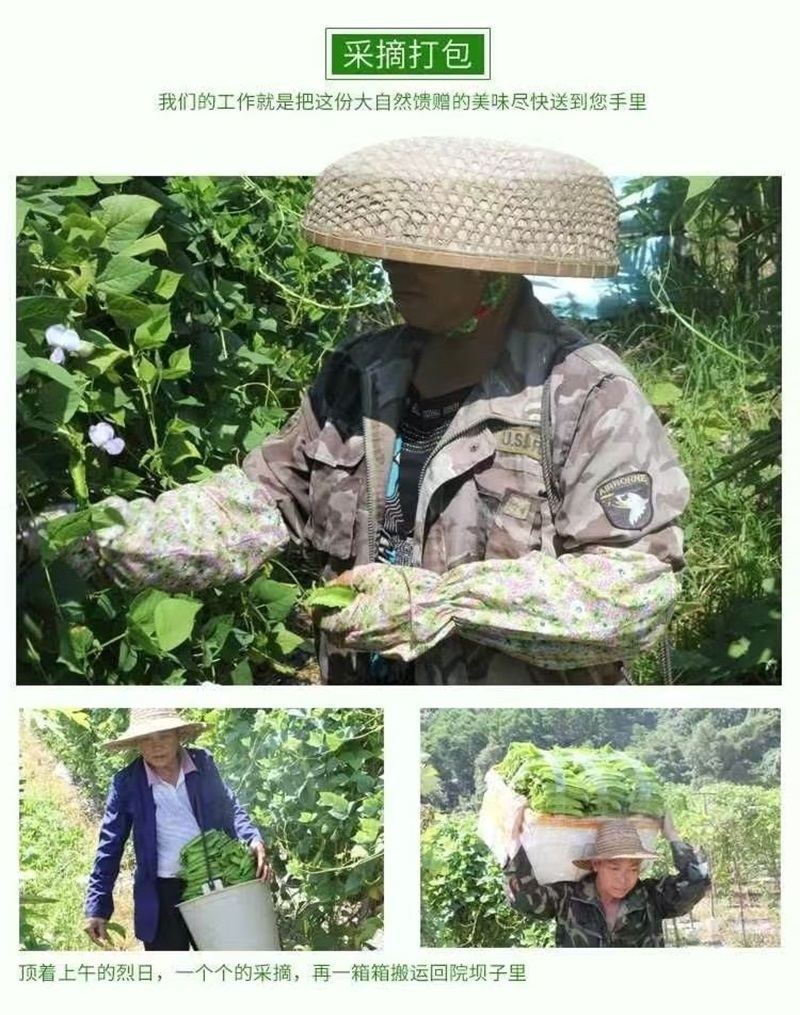 海南四棱豆四角豆产地直发/支持一件代发