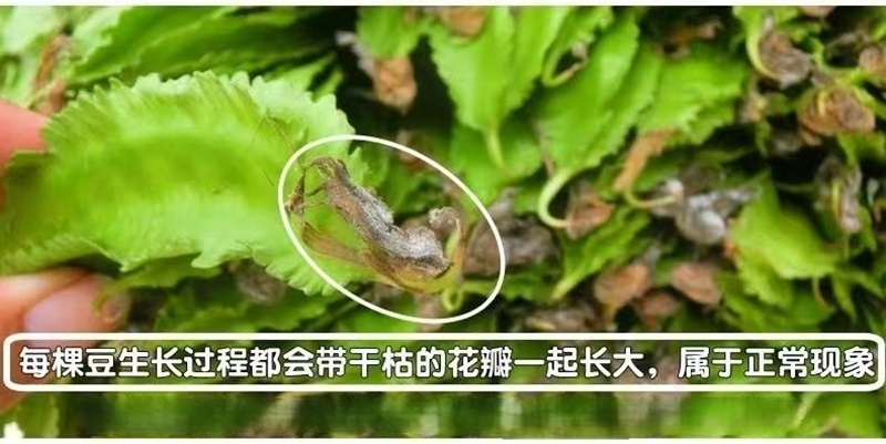 海南四棱豆四角豆产地直发/支持一件代发