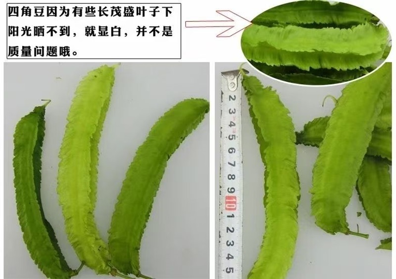 海南四棱豆四角豆产地直发/支持一件代发