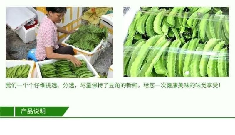海南四棱豆四角豆产地直发/支持一件代发