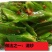 海南四棱豆四角豆产地直发/支持一件代发