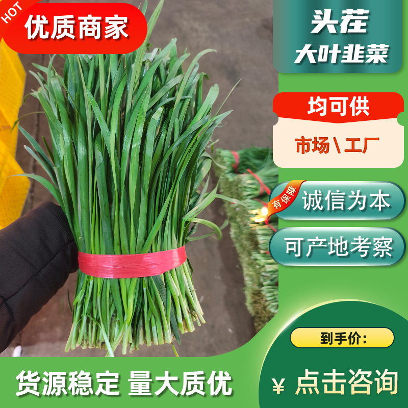 广东徐闻精品大叶韭菜二刀韭菜三刀韭菜一刀韭菜工厂市场货