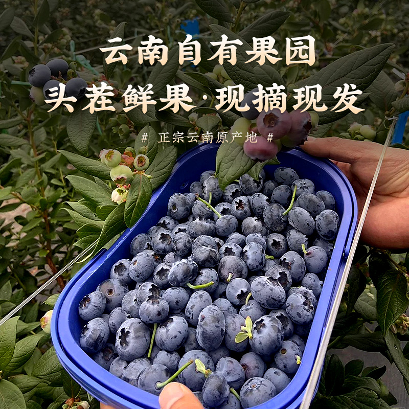 【8盒】125g/盒云南蓝莓当季高山现摘新鲜水果