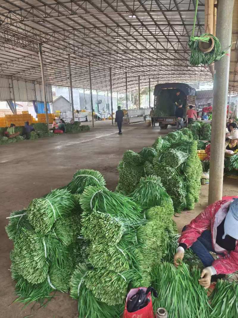 广东徐闻精品大叶韭菜二刀韭菜三刀韭菜一刀韭菜工厂市场货