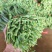 广东徐闻精品大叶韭菜二刀韭菜三刀韭菜一刀韭菜工厂市场货