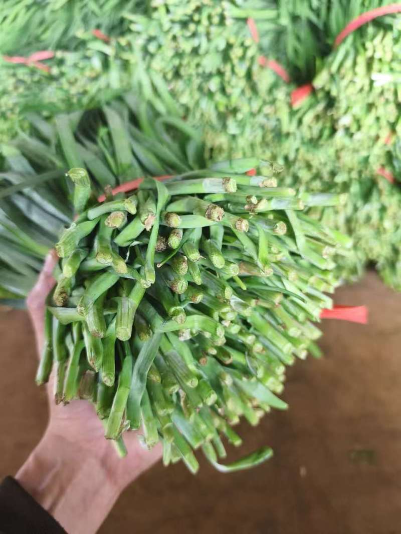 广东徐闻精品大叶韭菜二刀韭菜三刀韭菜一刀韭菜工厂市场货
