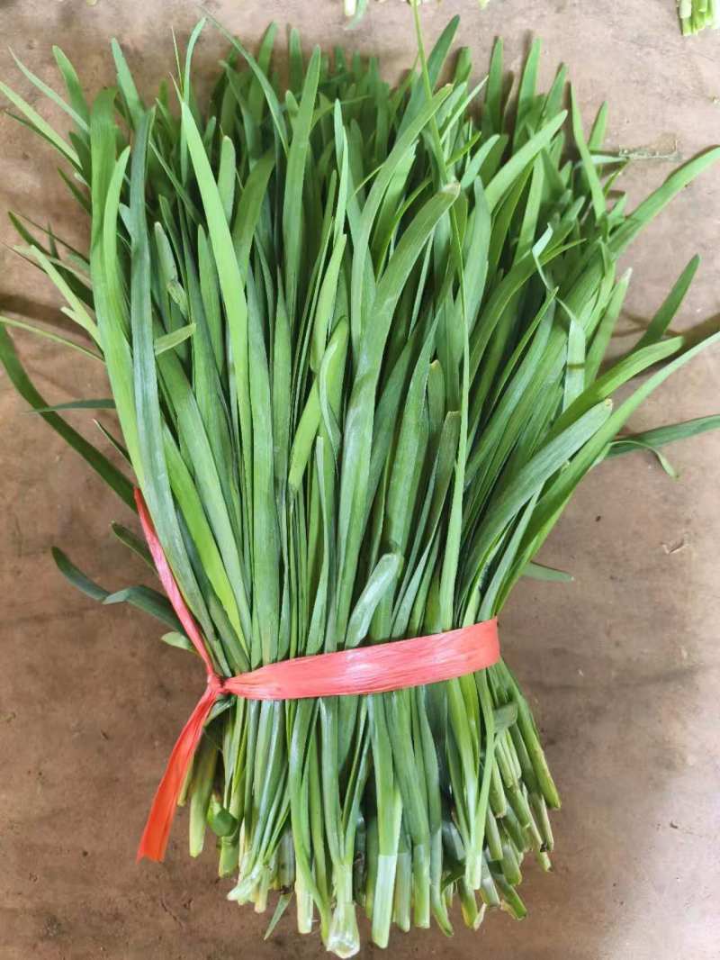 广东徐闻精品大叶韭菜二刀韭菜三刀韭菜一刀韭菜工厂市场货