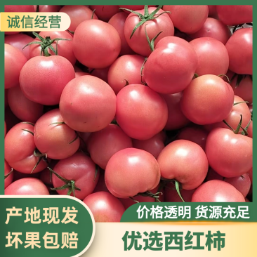 硬粉西红柿山东西红柿产地直供对接全国商超市场等