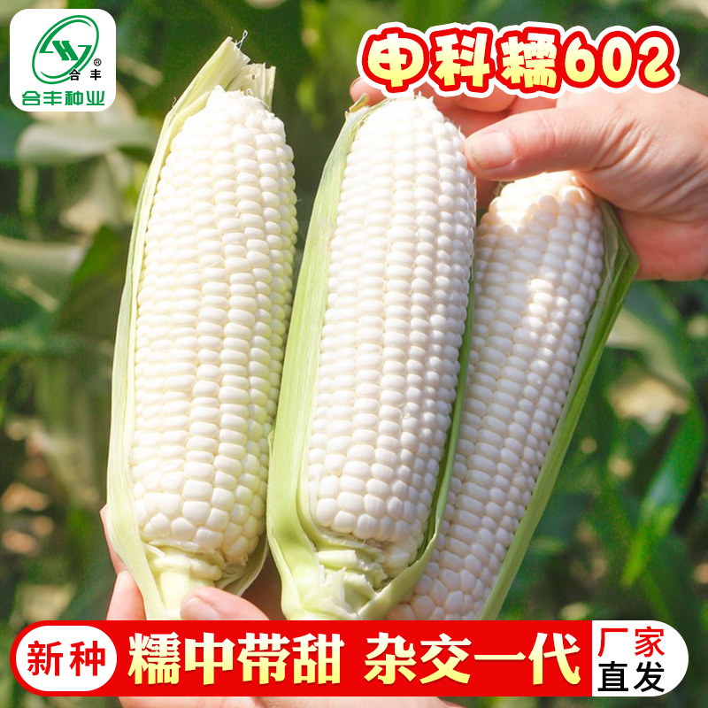申科糯玉米602种子，糯中带甜，高叶酸，非转基因杂交一代