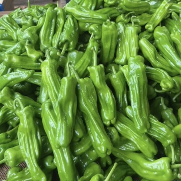 【热卖】精品薄皮泡椒鲜辣椒量大价优支持市场商超品质保障