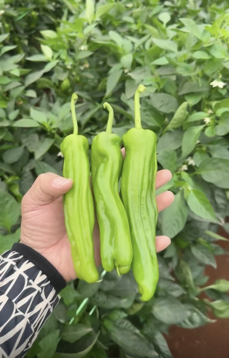 【热卖】精品薄皮泡椒鲜辣椒量大价优支持市场商超品质保障