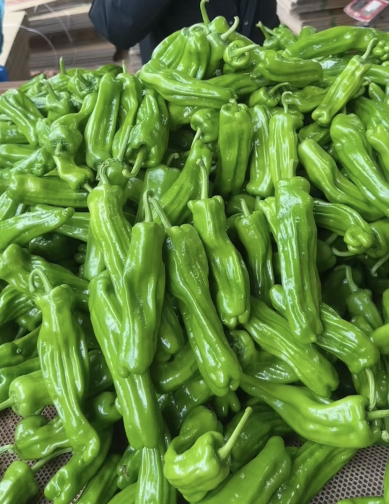 【热卖】精品薄皮泡椒鲜辣椒量大价优支持市场商超品质保障