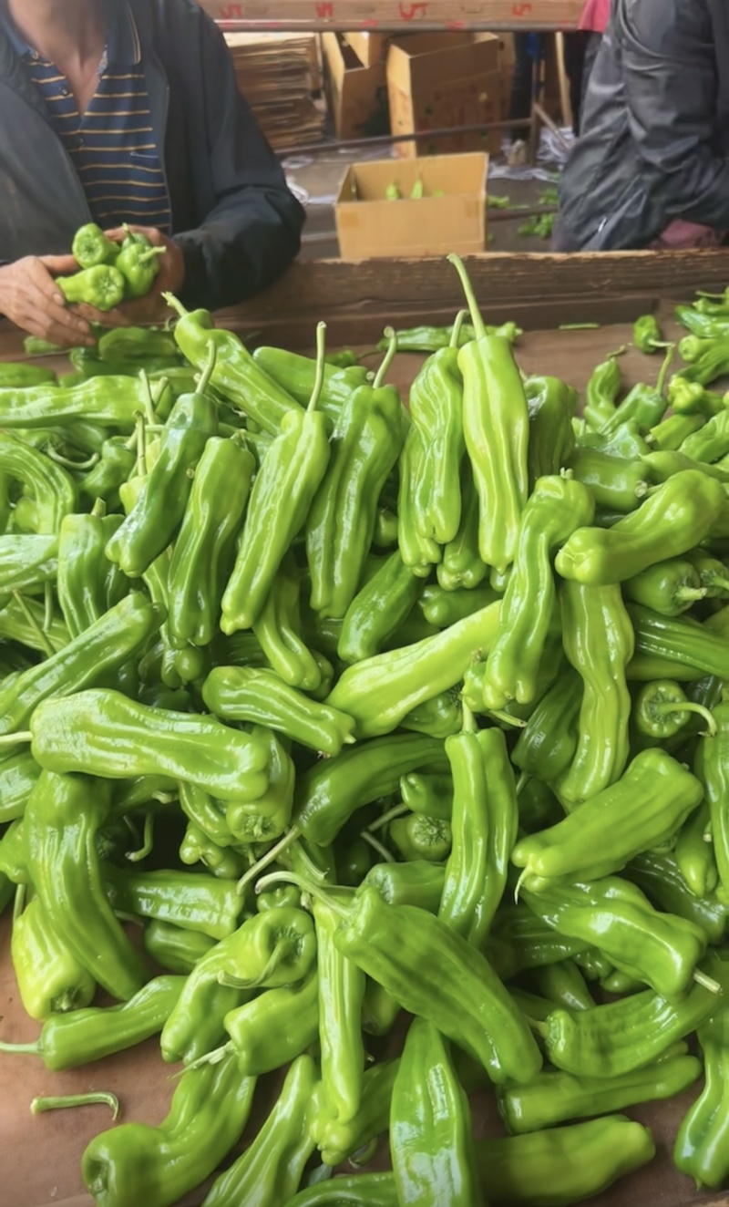 【热卖】精品薄皮泡椒鲜辣椒量大价优支持市场商超品质保障