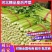 邯郸皇后芹菜专业代收服务完善货源足质量稳定按需配
