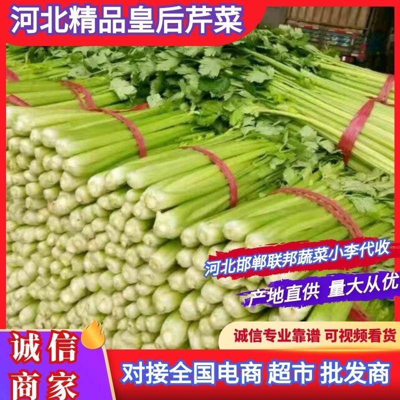 邯郸皇后芹菜专业代收服务完善货源足质量稳定按需配