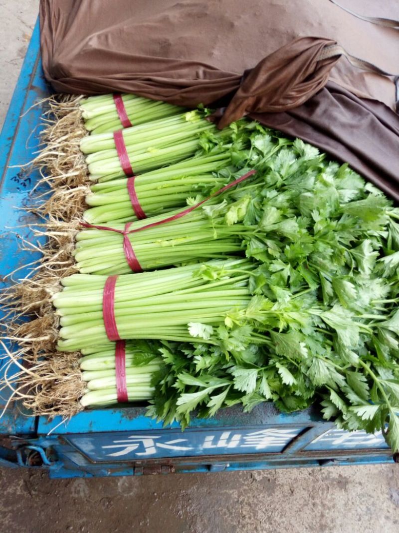 邯郸皇后芹菜专业代收服务完善货源足质量稳定按需配