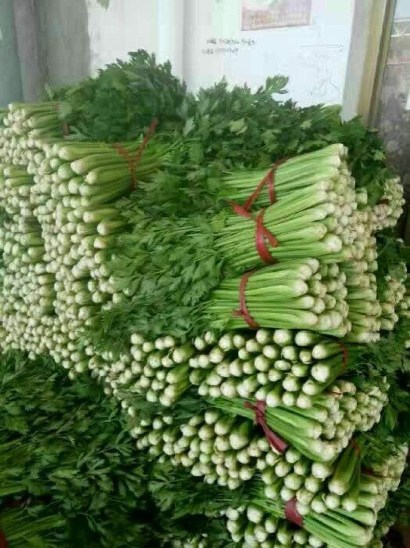 邯郸皇后芹菜专业代收服务完善货源足质量稳定按需配