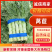 【牛商推荐】宿州精品莴苣品质保障大量供应电商市场