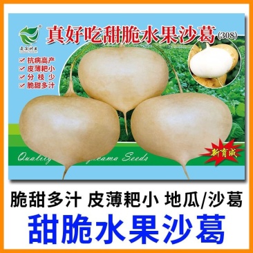 真好吃甜脆水果沙葛种子牧马山地瓜凉薯种子脆甜多汁