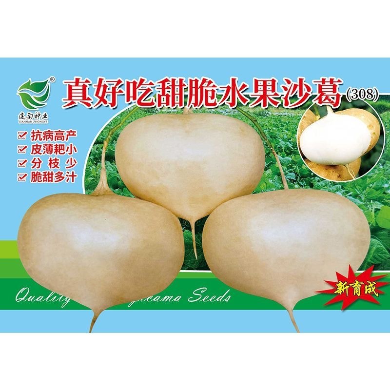 真好吃甜脆水果沙葛种子牧马山地瓜凉薯种子脆甜多汁