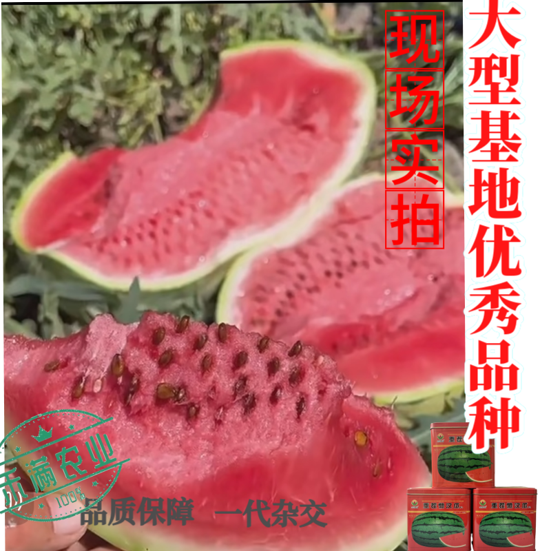 可重茬种金凯瑞重茬懒汉王西瓜种子大果红瓤西瓜少籽不空