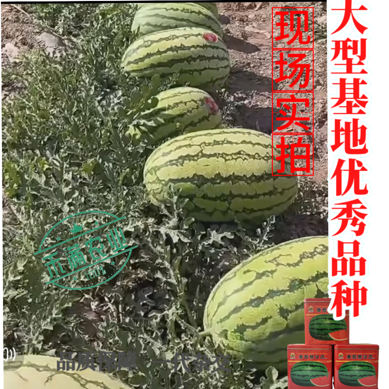 可重茬种金凯瑞重茬懒汉王西瓜种子大果红瓤西瓜少籽不空