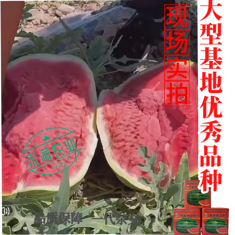 可重茬种金凯瑞重茬懒汉王西瓜种子大果红瓤西瓜少籽不空