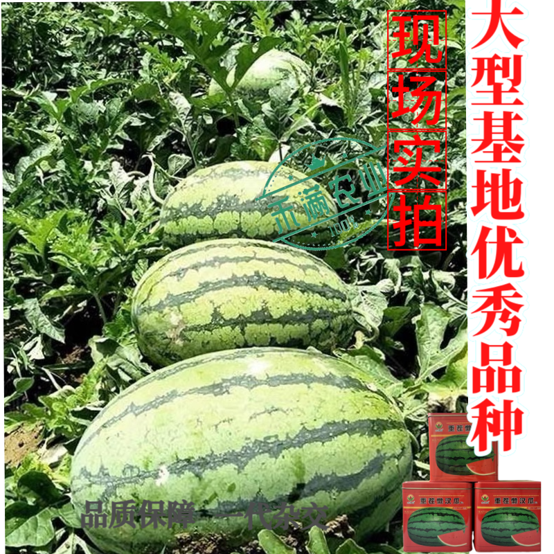 可重茬种金凯瑞重茬懒汉王西瓜种子大果红瓤西瓜少籽不空