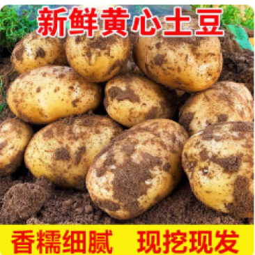 新鲜黄心黄皮土豆