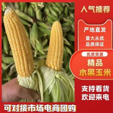 【热卖】水果玉米对接各大电商平台市场档口大量现