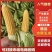 【热卖】水果玉米对接各大电商平台市场档口大量现
