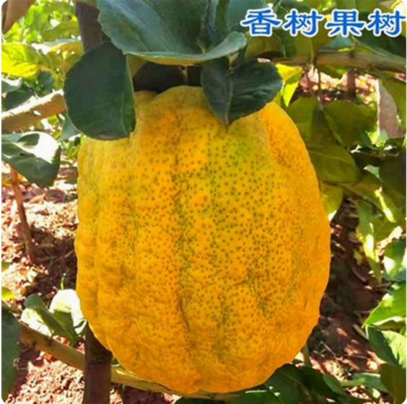 云南香橼