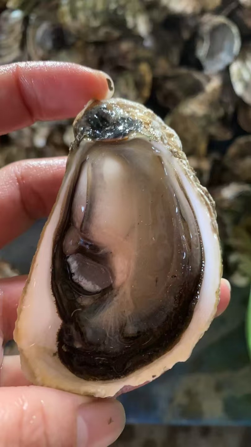 生蚝产地直发规格齐全肉质肥美对接全国量大优惠
