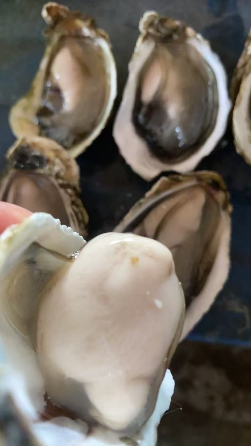 生蚝产地直发规格齐全肉质肥美对接全国量大优惠