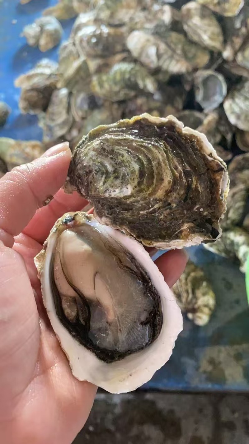 生蚝产地直发规格齐全肉质肥美对接全国量大优惠