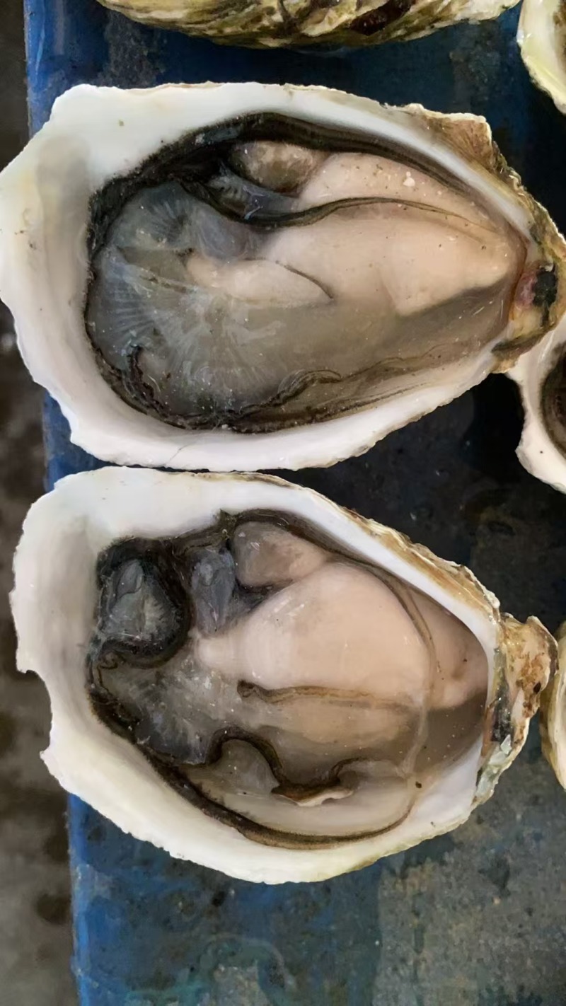 生蚝产地直发规格齐全肉质肥美对接全国量大优惠