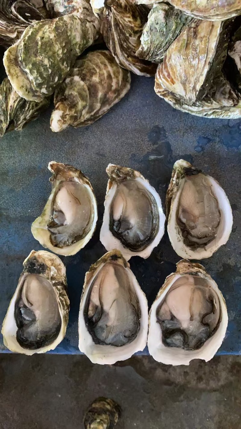 生蚝产地直发规格齐全肉质肥美对接全国量大优惠