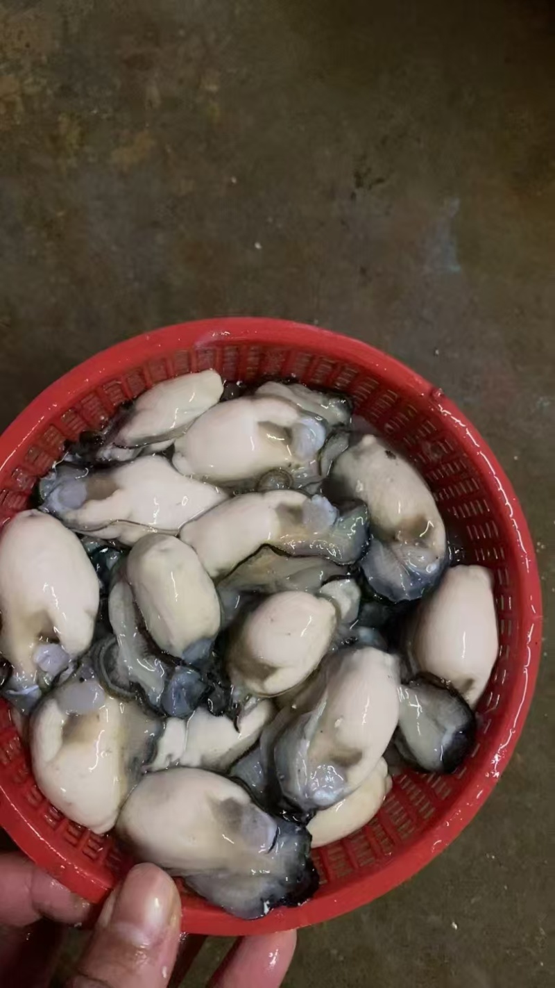 生蚝产地直发规格齐全肉质肥美对接全国量大优惠