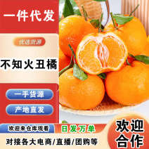 四川不知火丑橘一件代发产地直发一手货源对接各大电商平台