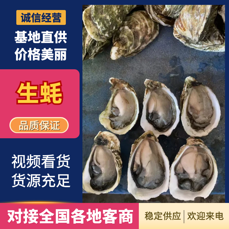 生蚝产地直发规格齐全肉质肥美对接全国量大优惠