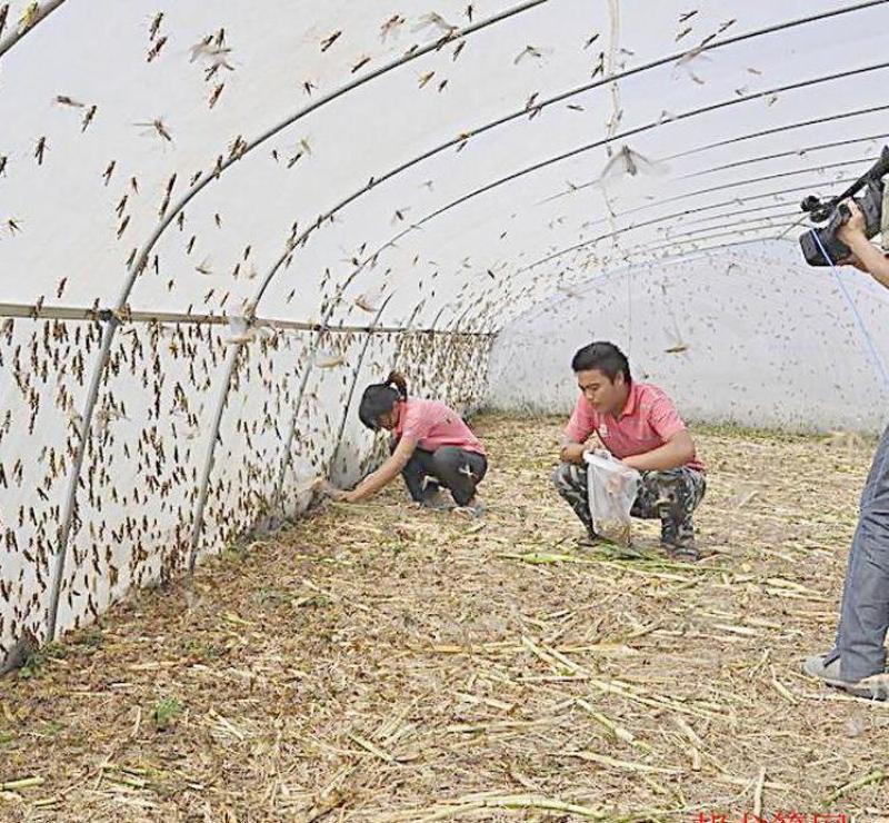 防虫网农用蔬菜大棚加厚防虫纱网养殖场专用防蝇网养猪场防蚊